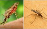 Muỗi sốt rét trông như thế nào và nguy hiểm như thế nào đối với con người