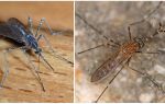 Mô tả và hình ảnh của loài muỗi