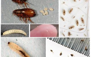 Làm thế nào để thoát khỏi bọ chét đất trong một căn hộ hoặc nhà riêng
