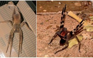 Con nhện lang thang Brazil (Á hậu, lang thang, người lính)