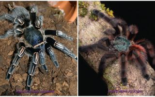 Top 10 con nhện khủng khiếp nhất trên thế giới