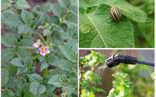 Có thể chế biến khoai tây từ bọ cánh cứng Colorado trong khi ra hoa không