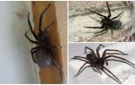 Những loại nhện sống trong một căn hộ hoặc nhà ở