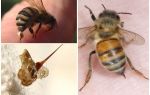 Bee sting và ong