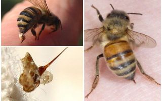 Bee sting và ong