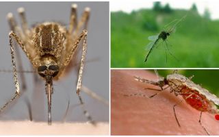 Làm thế nào muỗi thấy và những gì thu hút họ đến một người