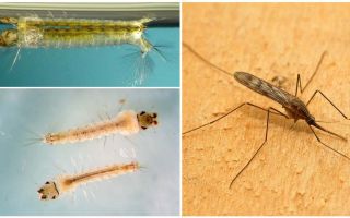 Mô tả và hình ảnh của ấu trùng muỗi