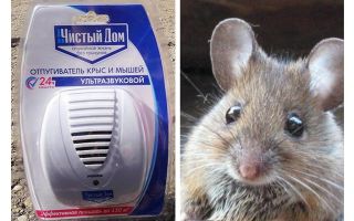 Repeller siêu âm từ chuột và chuột