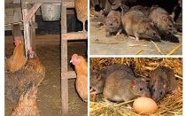 Làm thế nào để đối phó với những con chuột trong nhà hen