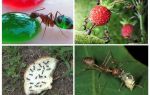 Những con kiến ​​ăn trong tự nhiên