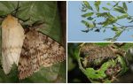 Mô tả và hình ảnh của con sâu bướm của Gypsy Moth