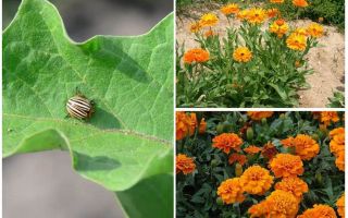 Cách bảo vệ và bảo vệ cà tím khỏi bọ khoai tây Colorado