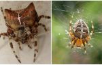 Spider jog: ảnh và hiệu ứng sau khi cắn