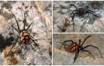 Mô tả và hình ảnh của nhện nhện Kazakhstan