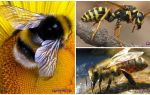 Sự khác biệt của ong, ong và ong
