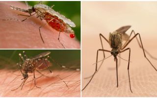Có bao nhiêu con muỗi cần uống hết máu