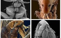 Những gì bọ chét trông giống như trong hình ảnh: giống của họ và các tính năng cấu trúc
