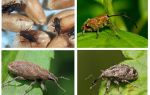 Beetle weevil và ấu trùng của nó