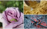 Cách phun hoa hồng từ sâu bướm và rệp