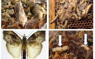 Sản phẩm chất thải của sáp moth