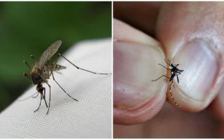 Làm thế nào để sinh sản và bao nhiêu con muỗi sống
