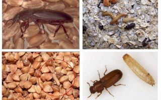 Blackflies trong ngũ cốc, bột mì, mì ống và cách loại bỏ chúng
