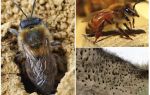Làm thế nào để loại bỏ ong trái đất khỏi trang web