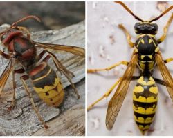 Mô tả và hình ảnh của hornets