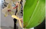 Làm thế nào để đối phó với lá chắn trên hoa lan