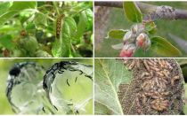 Làm thế nào để loại bỏ sâu bướm trên cây táo