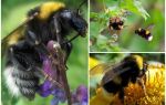 Mô tả và hình ảnh của vườn ong