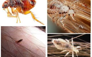 Sự khác biệt giữa chí và bọ chét là gì?