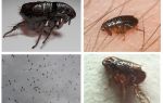Làm thế nào để loại bỏ bọ chét sinh dục
