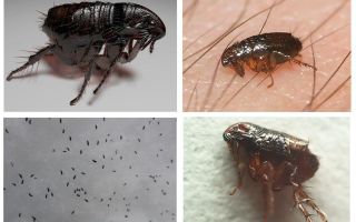 Làm thế nào để loại bỏ bọ chét sinh dục