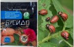 Biện pháp khắc phục cho bọ khoai tây Bushido Colorado: hướng dẫn sử dụng, hiệu quả, đánh giá