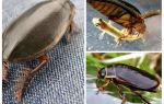 Beetle bọ cánh cứng