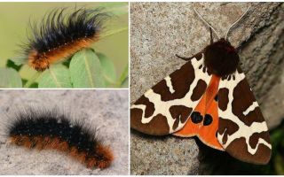 Mô tả và hình ảnh sâu bướm gáo Kaya