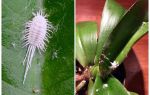 Làm thế nào để đối phó với mealybug trên hoa lan