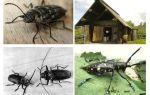 Beetle woodcutter ảnh và mô tả