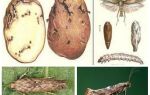 Potato moth - biện pháp kiểm soát lưu trữ