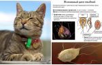 Các triệu chứng và điều trị Giardia ở mèo
