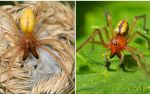 Mô tả và hình ảnh của con nhện Sak (Heiracantium)