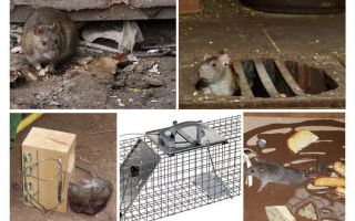 Làm thế nào để loại bỏ chuột khỏi các biện pháp khắc phục dân gian tầng hầm