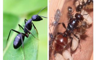 Một con kiến ​​sống bao nhiêu?