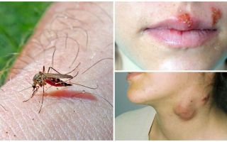 Bệnh muỗi nào bị bệnh