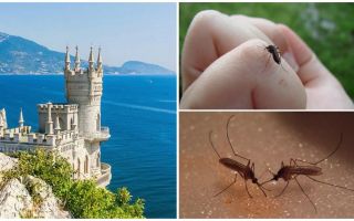 Có muỗi ở Crimea không