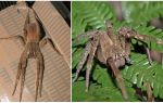 Mô tả và hình ảnh nhện tramps