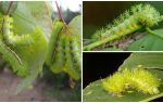 Mô tả và hình ảnh của sâu bướm độc hại nguy hiểm