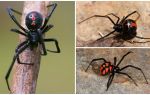 Giống nhện hình ảnh với tên và mô tả