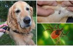 Thuốc xịt cho chó chống bọ chét và bọ chét